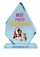 a best photo contributors award